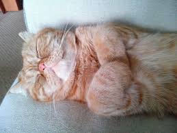 Kedi Uykusu 640282 Uludag Sozluk Galeri