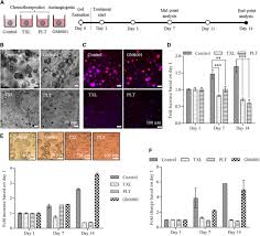 Because of this, ovarian cancer often goes undetected until it has spread. Peptide Protein Coassembling Matrices As A Biomimetic 3d Model Of Ovarian Cancer Science Advances