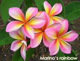 Plumeria Paradise