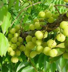Image result for Phyllanthus friesii