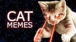 Here is the collection of the best funny memes in the trending world to make you happy & a big laugh. Funny Cat Memes Of 2019 World Cat Comedy