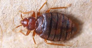 Bed bugs are seemingly everywhere. These Are The Worst U S Cities For Bedbugs Cbs News
