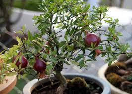 Plants bonsai flower miniature trees japanese garden bonsai fruit tree fruit trees orchids just imagine having your own bonsai fruit tree. 14 Terrific Trees That Make The Best Bonsai