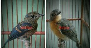 Untuk anakan (trotol), carilah anakan yang pada bagian kedua sayapnya ada warna putih. Ciri Ciri Perbedaan Trotolan Tledekan Gunung Jantan Dan Betina On Kicau