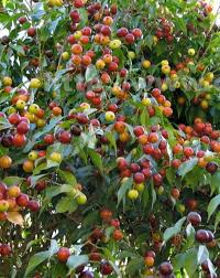 Image result for Plinia