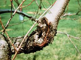 And it will produce a lot of gum. Gummosis Of Fruit Trees