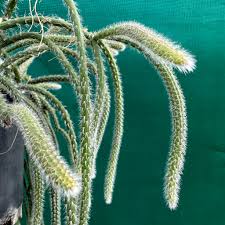 Image result for Rhipsalis baccifera