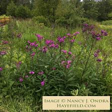 Image result for Vernonia zanzibarensis