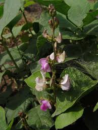 Image result for Teramnus uncinatus