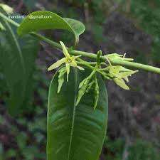 Image result for Cryptolepis apiculata