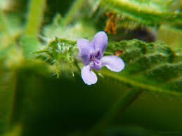 Image result for Hyptis