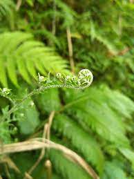 Tunas Bertumbuh Daun Layu Berguguran Daun Pohon