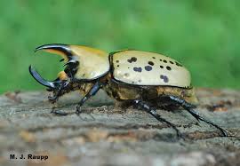 Check spelling or type a new query. A Giant Among Beetles Hercules Beetle Dynastes Tityus Bug Of The Week
