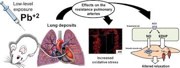 Learn all about the anatomy and physiology of the human heart with an interactive diagram and detailed descriptions of the organ and its parts. Low Level Lead Exposure Changes Endothelial Modulation In Rat Resistance Pulmonary Arteries Sciencedirect