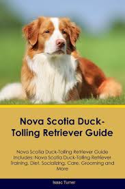 We are a rescue network of dedicated toller enthusiasts and volunteers across america who have. Nova Scotia Duck Tolling Retriever Guide Nova Scotia Duck Tolling Retriever Guide Includes Nova Scotia Duck Tolling Retriever Training Diet Socializing Care Grooming Breeding And More Turner Isaac 9781526907851 Amazon Com Books