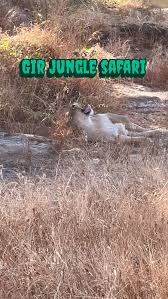 Lion Safari in Borivali National Park ...