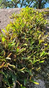 Image result for Bulbophyllum sandersonii