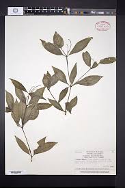 We focus on the jacksonville, nocatee, ponte vedra, and st. North American Network Of Small Herbaria Image Library