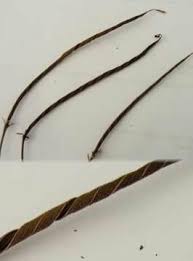 Image result for Streptocarpus montis-bingae