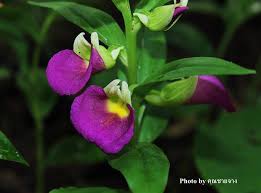 Image result for Brachycorythis tenuior