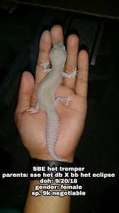 Maybe you would like to learn more about one of these? Rkl Exotics Yearends Le Pm Nalang Po For Big Facebook