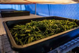 Saga' the traditional vegetable (saget / this sage sausage stuffing is a classic sausage stuffing. Coronavirus Pandemic The Interpreter