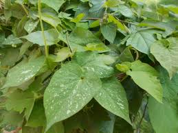 Image result for Ceropegia burchelliana