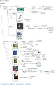 Kingdom Protista Julianm Note This Looks Like It Was