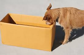 We did not find results for: 5 Diy Dog Puzzle Games