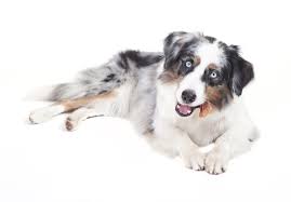 You can expect a miniature australian shepherd to be intelligent, loyal and very active, just like the standard breed. Australian Shepherd Ernahrung Welches Futter Is Das Beste