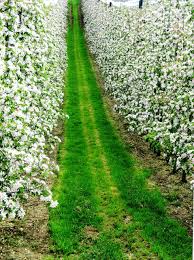 Your home plantation tree stock images are ready. Download Free Photo Of Plantation Fruit Tree Plantation Apple Trees Flowering Time Spring From Needpix Com