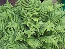 Image result for Dryopteris kilemensis