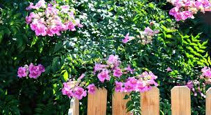 Image result for Podranea