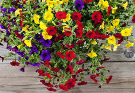 Maybe you would like to learn more about one of these? Calibrachoa Million Bells Growing Guide Squire S Garden Centres