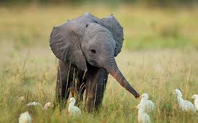 This was because there was a baby elephant blocking the road. Baby Elephants Playing Hd Wallpapers Free Download Wallpaperbetter