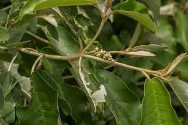 Image result for Croton gratissimus