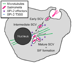 Salmonella is a type of bacteria that's infamously spread by eating food infected with the bacteria. Frontiers Salmonella Enterica A Surprisingly Well Adapted Intracellular Lifestyle Microbiology