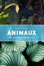 Decouvrir Les Animaux Du Costa Rica En Famille Experience Transat Animals Costa Rica Air Transat