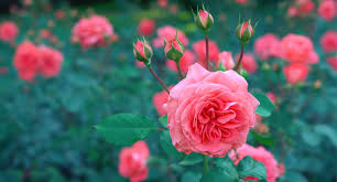 19 high quality flowers photos free download in different resolutions. Free Photo Pink Petaled Flowers Beautiful Flora Rose Free Download Jooinn