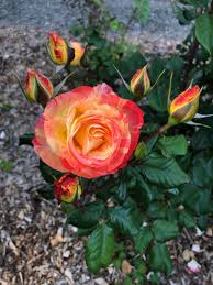 Flowers are orchid pink with a lavender blush. Memorial Roses In Observance Of Memorial Day Inmenlo
