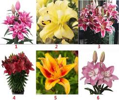 Dah wajib kena duduk tempat sendiri dah ni. Perfume Lily Flower Bulb Plant Pokok Bunga Lili Wangi Home Furniture Gardening On Carousell