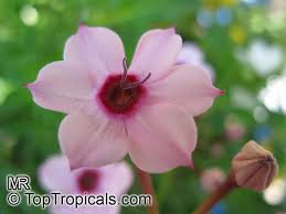 Image result for Otomeria