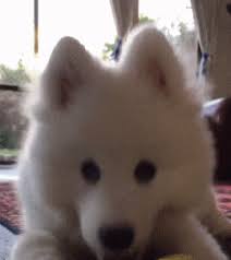 With tenor, maker of gif keyboard, add popular cat shaking head animated gifs to your conversations. Cute Samoyed Puppy Tilting It S Head Samoyed Puppy Cute Funny Dogs Puppies Gif