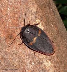 iNaturalist Guatemala