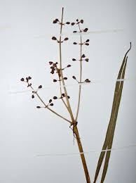 Image result for Burnatia enneandra