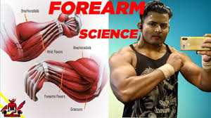 Jul 08, 2021 · by doing half reps where there is constant tension on your forearms instead of full reps where your forearms get a slight rest every other second, your forearm muscles will get stronger and increase in size. How To Get Bigger Wrists Forearms For Skinny Guys Complete Science Hindi à¤¹ à¤¨ à¤¦ Youtube