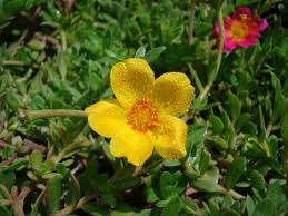 La portulaca è un'erbacea perenne o annuale molto nota nella creazione di aiuole e bordure. Portulaca Grandiflora Or Rose Moss Buy Online In Uae Green Souq Uae