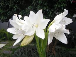 Hal itu bisa dilihat ketika di jogja terdapat. Bunga Bakung Putih Lilium Candidum A K A Madonna Lily Bunga Bakung Bunga Botani