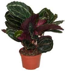 Costa Farms Calathea Details House Plant Care Low Light Plants Outdoor Plants