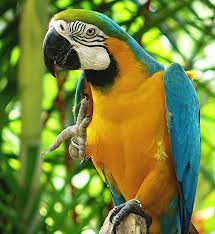 The Blue And Gold Macaw At Jurong Bird Park In Singapore Pet Birds Parrot Pet Birds Parrots